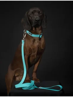 Obroża "Glow" w kolorze turkusowym dla psa